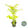 Klon palmowy Acer shirasawanum "Jordan yellow"