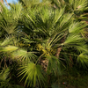 Palma Karłatka (Chamaerops Humilis) 5 szt nasion 