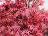 Klon palmowy Acer palmatum 'Shaina'