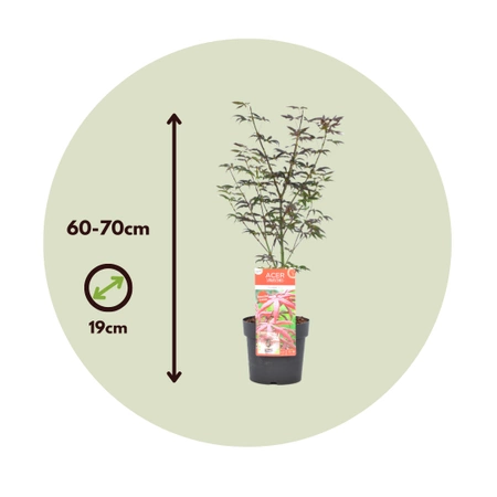 Klon palmowy Acer palmatum Starfish