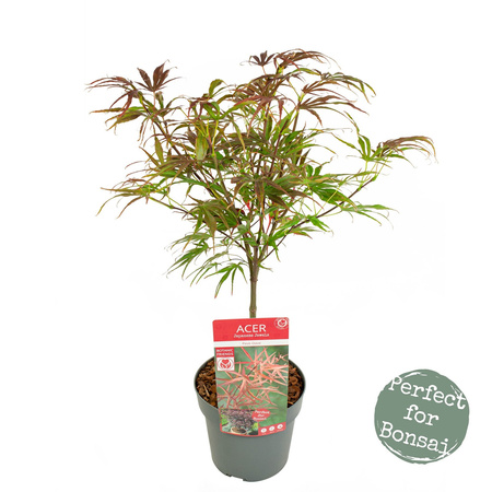 Klon palmowy Acer palmatum 'Pevé Dave'