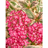 Hortensja Hydrangea 'Euphorbia Pink'