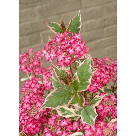 Hortensja Hydrangea 'Euphorbia Pink'