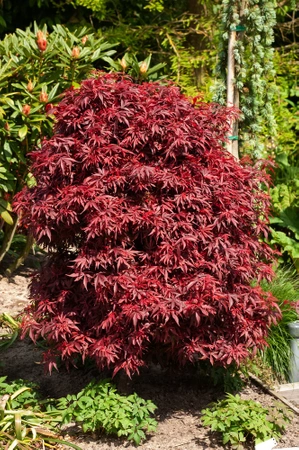 Klon palmowy Acer palmatum 'Shaina'