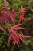 Klon palmowy Acer palmatum 'Shaina'