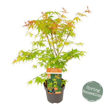 Klon palmowy Acer palmatum 'Katsura'