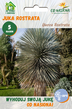 Juka Rostrata  (Yucca Rostrata) 5 nasion