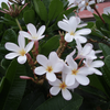 Plumeria rubra Hawaiian Pearl sadzonka plumerii Hawajskie kwiaty 