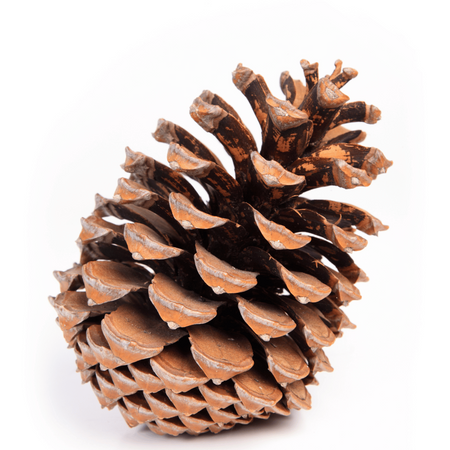 Naturalna Duża Szyszka Sosny Pinii