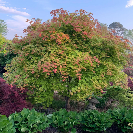 Klon palmowy Acer shirasawanum 'Moonrise'