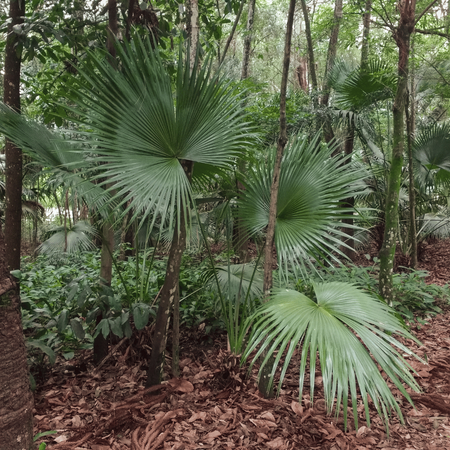 Palma Livistona Saribus Taraw (Livistona Saribus) 5 nasion