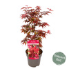 Klon palmowy Acer palmatum Little Red