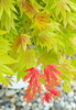 Klon palmowy Acer shirasawanum Moonrise