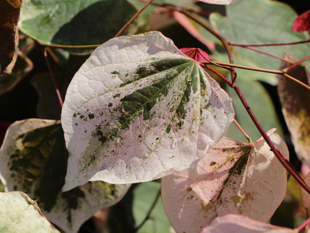 Judaszowiec kanadyjski (Cercis canadensis) odmiana 'CAROLINA SWEETHEART'