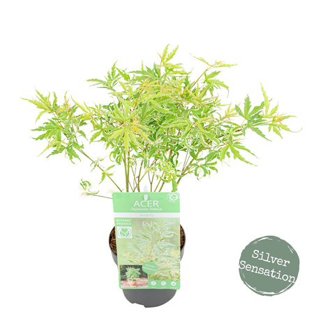 Klon palmowy Acer palmatum 'Butterfly'