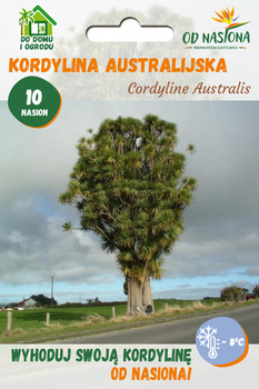Palma Kordylina Australijska (Cordyline Australis) 10 szt nasion