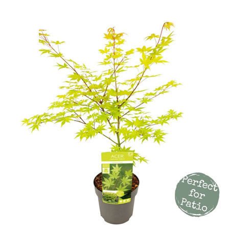 Klon palmowy Acer palmatum 'Summer Gold'