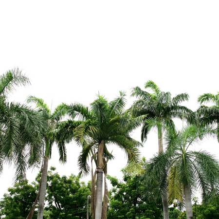 Palma Feniks Panujący (Archontophoenix Alexandrae) 5 szt nasion