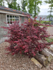 Klon palmowy Acer palmatum Starfish