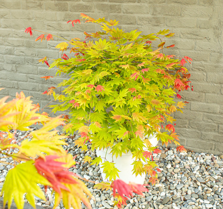 Klon palmowy Acer shirasawanum 'Moonrise'