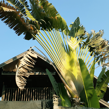 Pielgrzan Madagaskarski „Drzewo Podróżników” (Ravenala Madagascariensis) 5 nasion