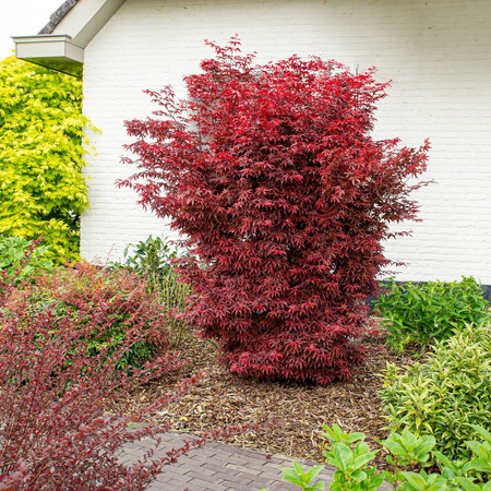 Klon palmowy Acer palmatum "Red Sentinel"