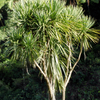 Palma Kordylina Australijska (Cordyline Australis) 10 szt nasion