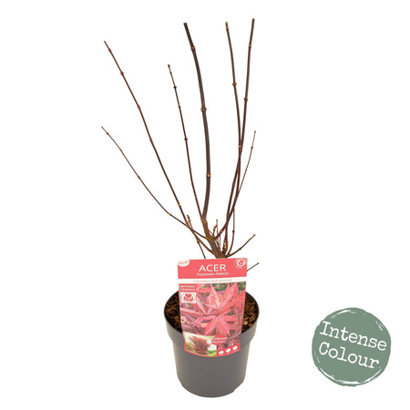 Klon palmowy Acer palmatum "Twombly's"