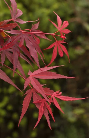 Klon palmowy Acer palmatum 'Shaina'