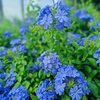 Plumbago auriculata Niebieski krzew Ołownik sadzonki 