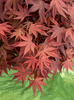 Klon palmowy Acer palmatum 'Livy'