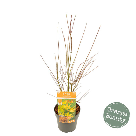 Klon palmowy Acer palmatum "Orange Lace"