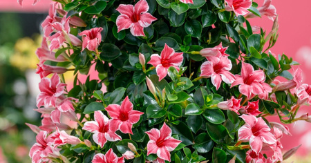 Mandevilla Sundaville Flamingo Pink (Dipladenia) Sandevilla