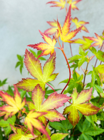 Klon palmowy Acer palmatum 'Little Princess'