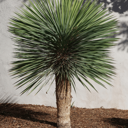 Juka Rostrata (Yucca Rostrata) 5 nasion