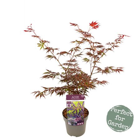 Klon palmowy Acer palmatum 'Trompenburg'