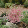 Klon palmowy Acer palmatum 'Taylor'