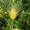 Pielgrzan Madagaskarski „Drzewo Podróżników” (Ravenala Madagascariensis) 5 nasion 