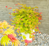 Klon palmowy Acer shirasawanum 'Moonrise'