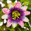 Marakuja Męczennica (Passiflora Edulis) 10 nasion