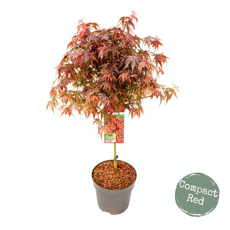 Klon palmowy Acer palmatum 'Shaina'