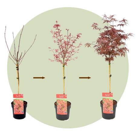 Klon palmowy Acer palmatum 'Shaina'