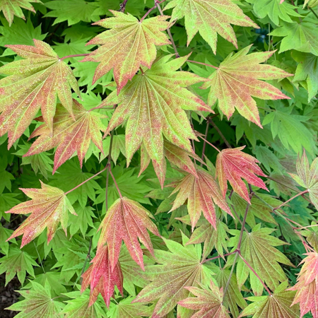 Klon palmowy Acer shirasawanum 'Moonrise'