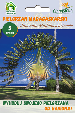 Pielgrzan Madagaskarski „Drzewo Podróżników” (Ravenala Madagascariensis) 5 nasion 