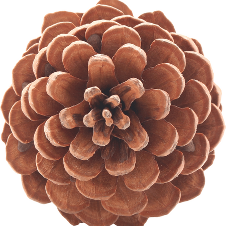 Naturalna Szyszka Sosny Czarnej