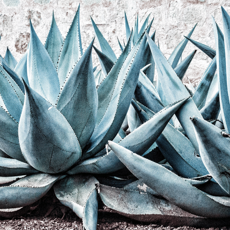 Agawa (Agave Ovatifolia) 5 szt nasion