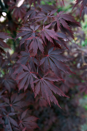 Klon palmowy Acer palmatum 'Black Lace'