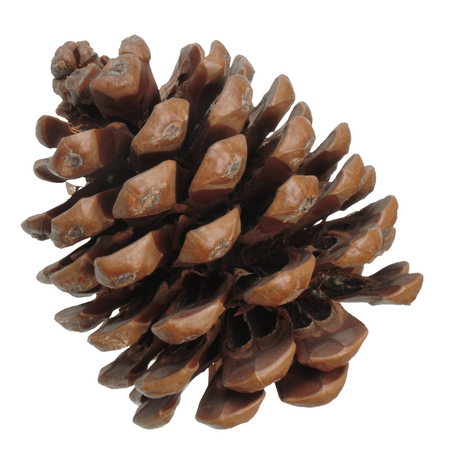 Naturalna Duża Szyszka Sosny Pinii
