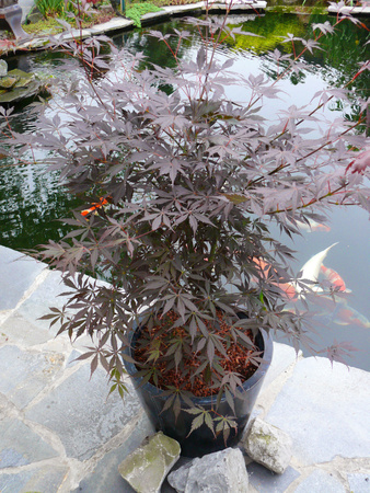 Klon palmowy Acer palmatum 'Sumi-nagashi'
