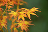 Klon palmowy Acer palmatum 'Katsura'